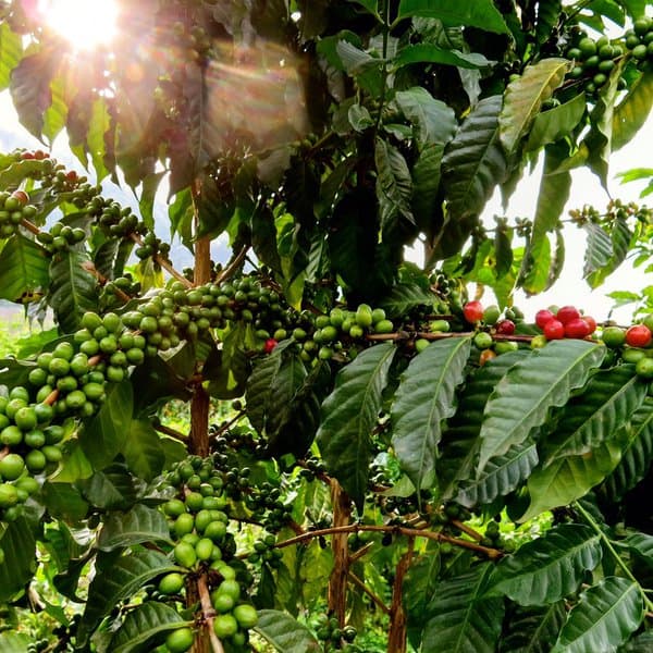 ルワンダで最高級コーヒー生産を目指す社会的企業